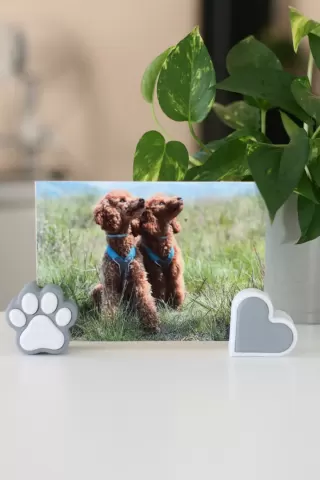 PAWTRAIT STAND