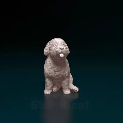Mini Schnauzer by Giunninen Andrei