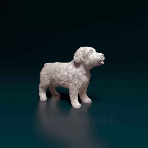 Mini Schnauzer by Giunninen Andrei