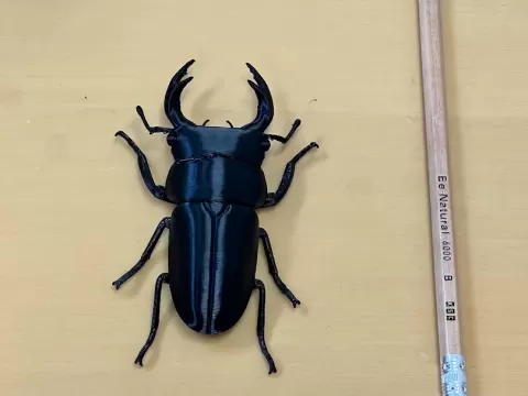 Giant Dorcus hopei Stag Beetle Magnet クワガタ
