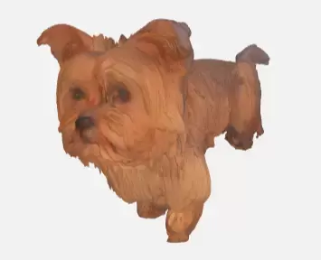 yorkshire terrier