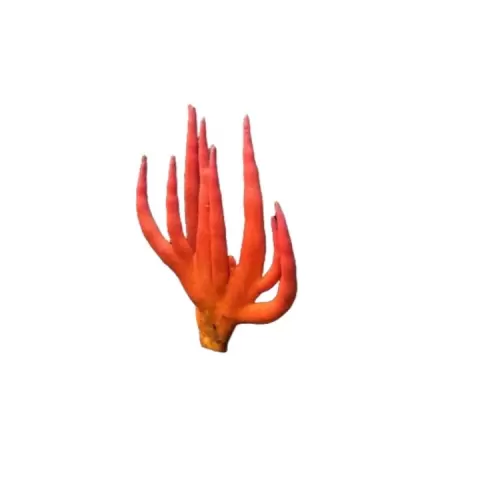 Poison Fire Coral Mushroom 3D Model (Podostroma cornu-damae) – STL FBX OBJ – Digital Download by Miniatures4Life