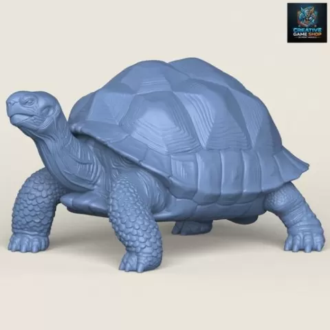 Wild Tortoise