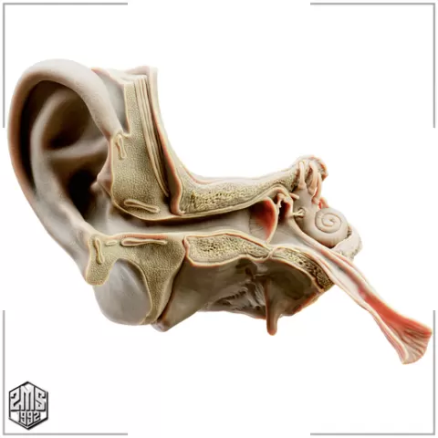 Ear Cross Section Anatomy Printable