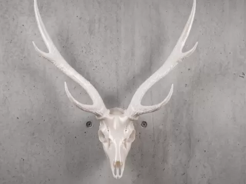 AXIS DEER SKULL