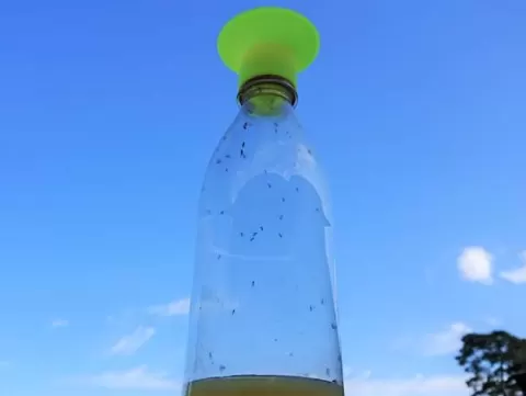 Fruit Fly Trap for Soda Bottle