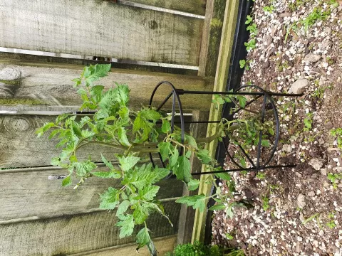 Tomato Plant Support