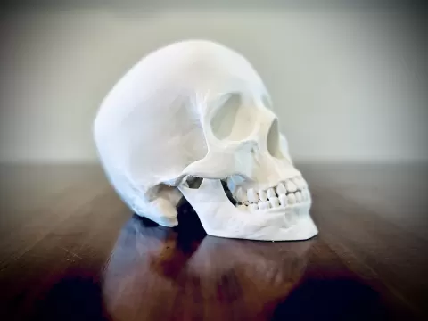 Human Skull