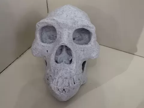 Peking Man Skull