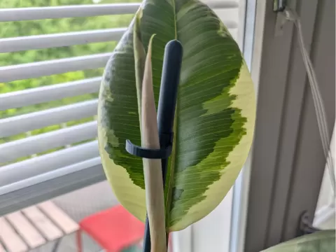 Plant support kit