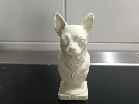 chihuahua