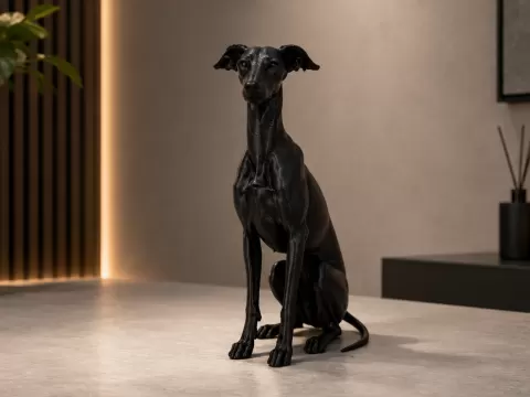 Italian Greyhound / Italian Sighthound - Dog
