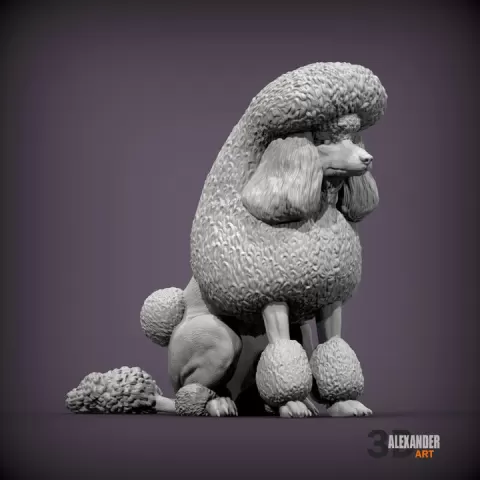 Royal poodle by Alexander3dart