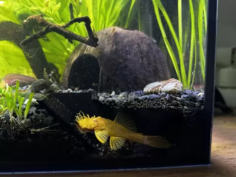 Aquarium viewing cave