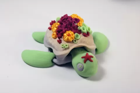 Coral Turtle