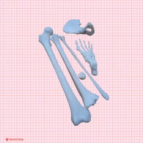 Life-Size Lower Limb Kit (Press-Fit) - Foot, Femur, Tibia, Fibula, Hip | Anatomical 3D Model STL