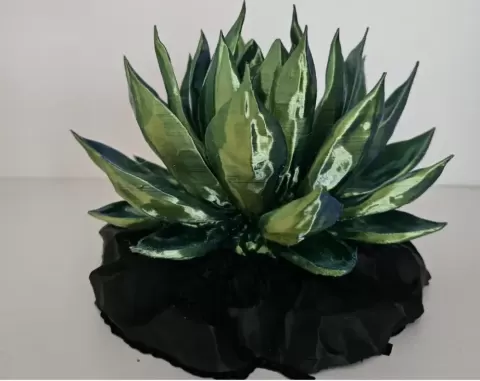 Crystallized Blue Agave
