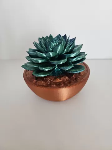 Crassula Buddhas Temple