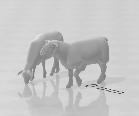 sheep