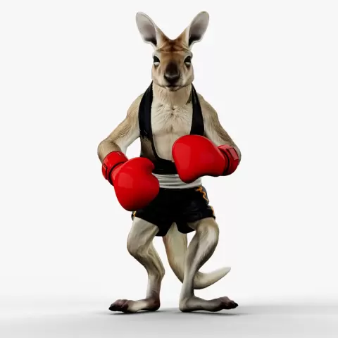 Boxing Kangaroo