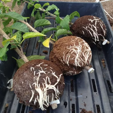 Polly The Propagation Ball