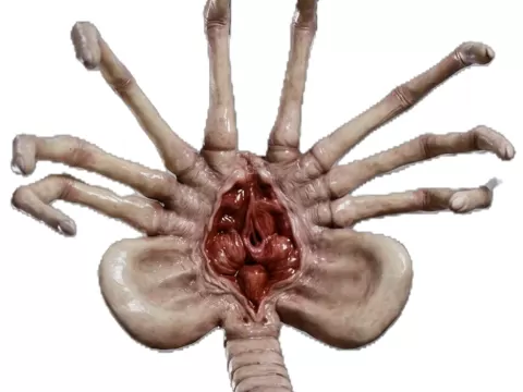 The Facehugger – Biomechanical Parasite