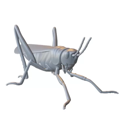 Realistic Grasshopper Insect