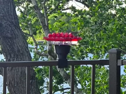 Hummingbird Feeder Ant Moat