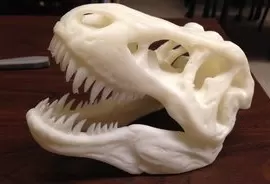 T Rex skull
