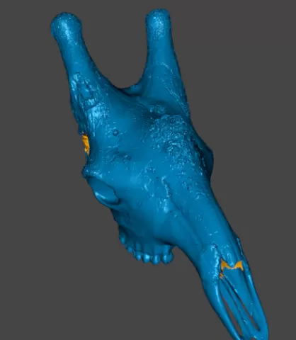 Giraffe Skull