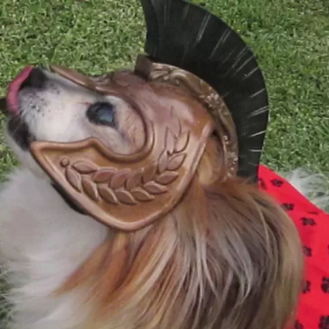 Spartan Dog Helmet. Scale To Size. Costume, prop, cosplay, dog armor by dogpuddle