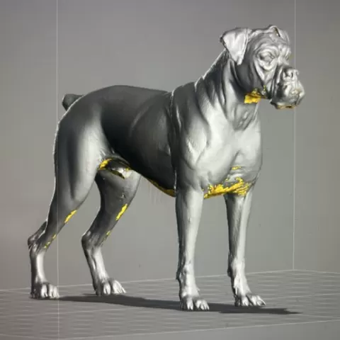 Boxer Dog