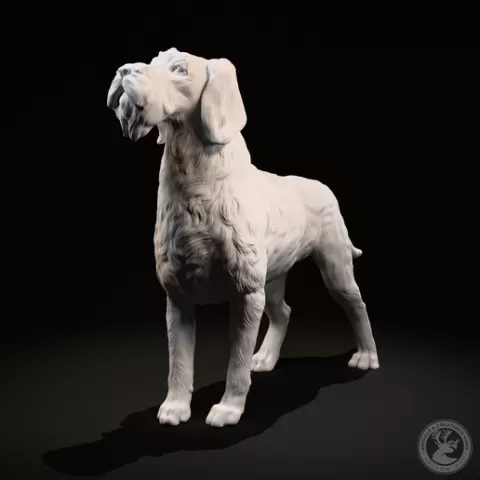 German Wirehaired Pointer (deutsch drahthaar)