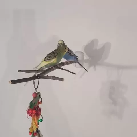 Small Branch Wall Mount