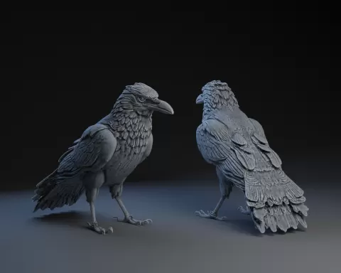 Preening (Puffing) Raven