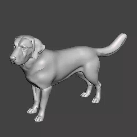 Labrador Retriever