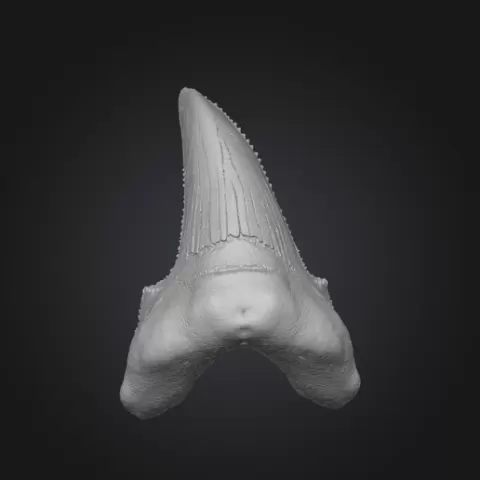 Fossil Shark Tooth