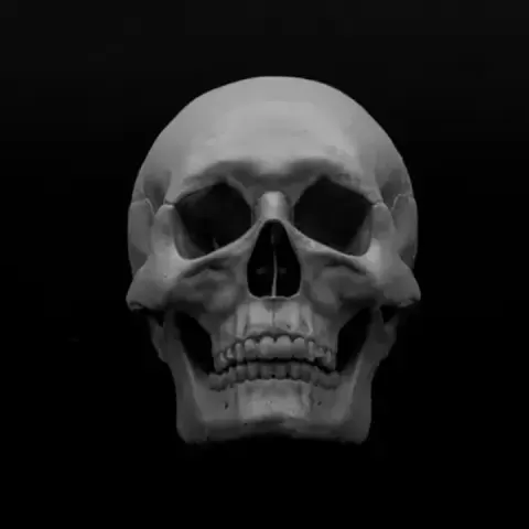 Human Skull by Lantern Lore