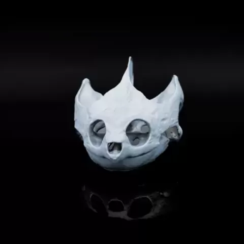 Snapping Turtle Skull by Lantern Lore