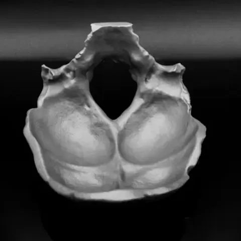 Occipital Bone Bowl by Lantern Lore