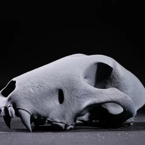 Bull Terrier Skull by Lantern Lore