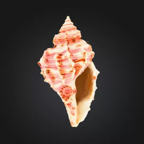 Sea Shell
