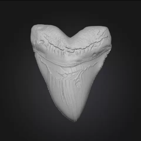 Megalodon Tooth