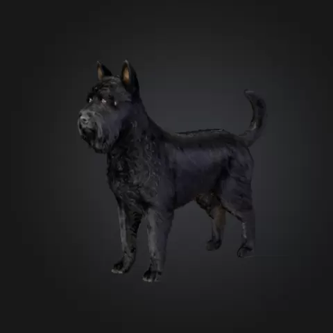 Terrier