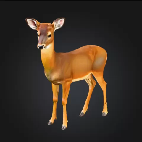 White Tail Doe