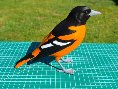 Life-Size Realistic Baltimore Oriole