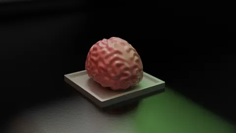 Brain