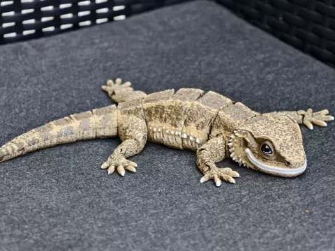 Realistic Articulated Iguana