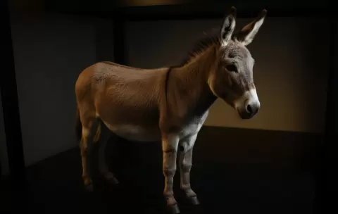 Donkey