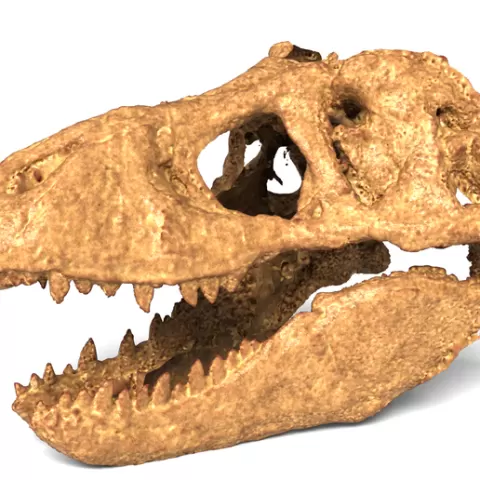 Tyrannosaurus Rex Skull – Detailed Prehistoric Fossil Replica STL for 3D Printing